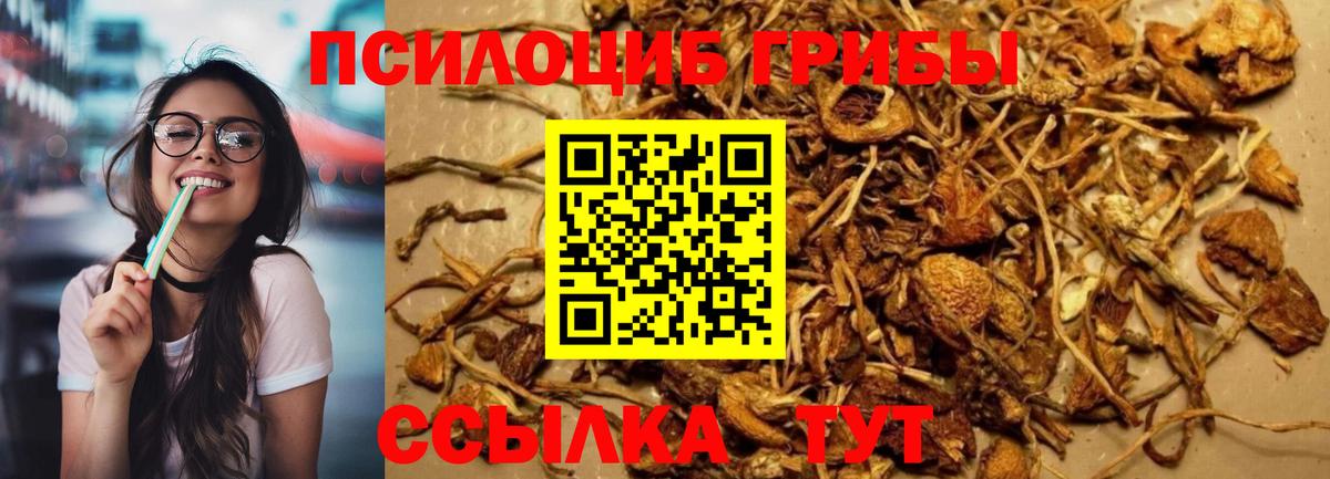 Псилоцибиновые грибы Cubensis Глазов
